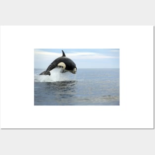 Killer whale hunting (C019/4452) Posters and Art